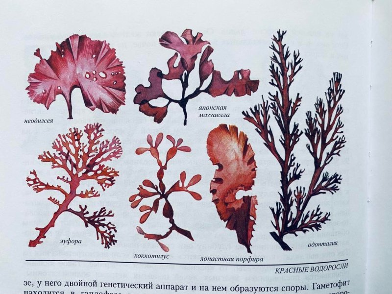 Красные водоросли рисунок