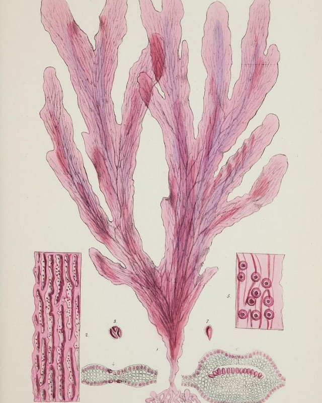 Каллитамнион водоросль