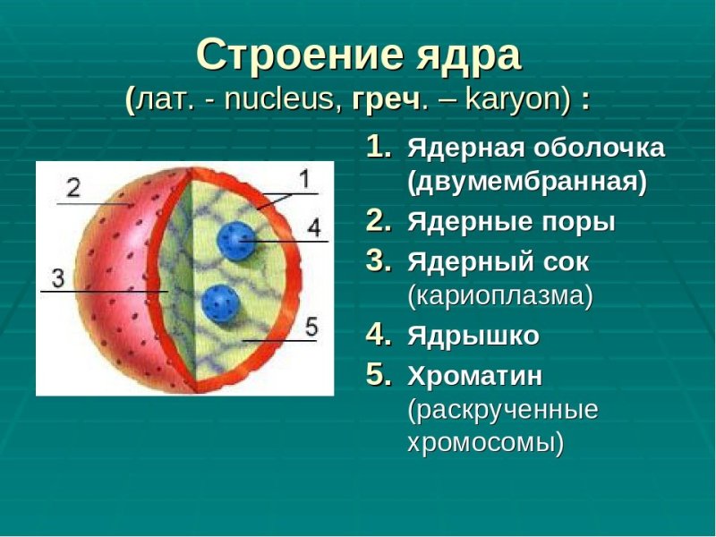 Ядро биология 10 класс