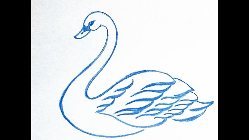Рисунок лебедя для срисовки