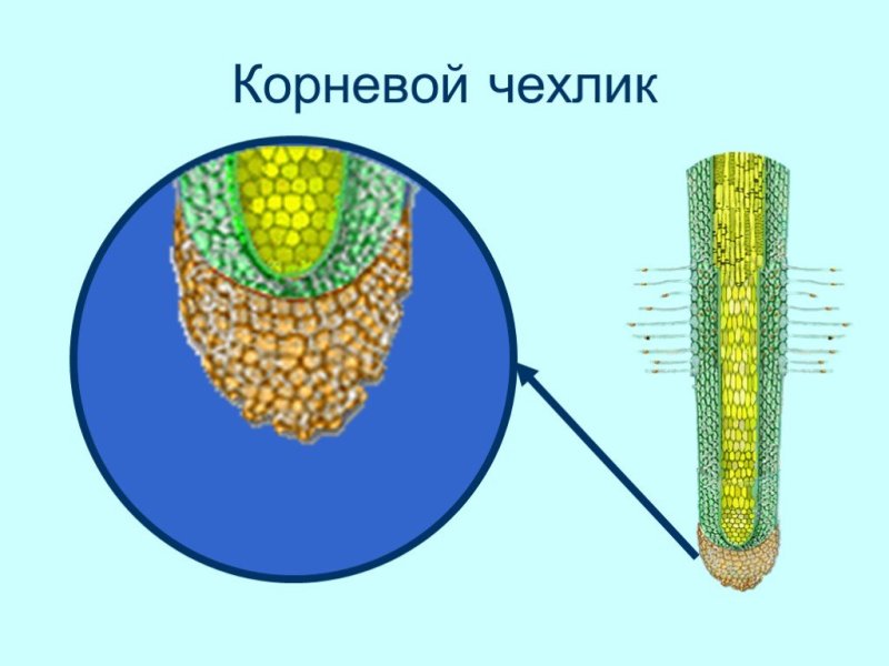 Строение корня чехлик