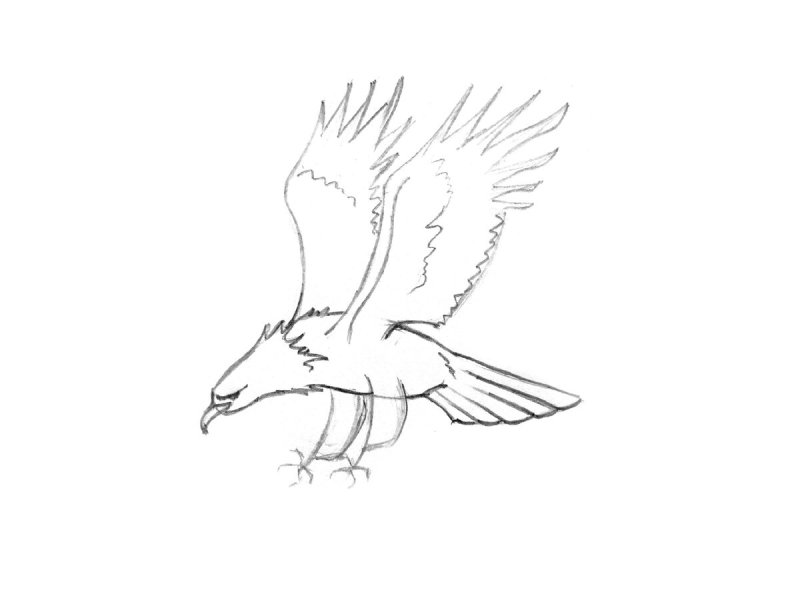 Коршун рисунок карандашом