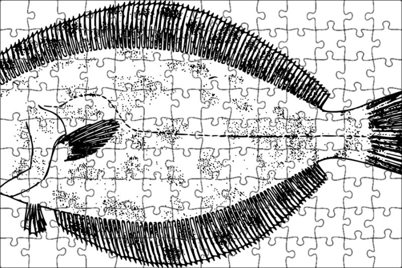 рыба камбала