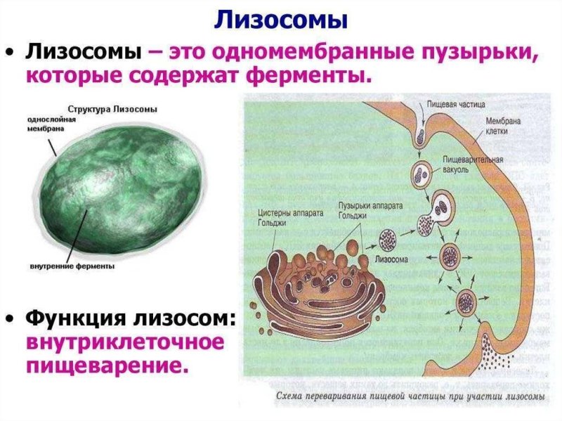 Строение лизосомы эукариотической клетки