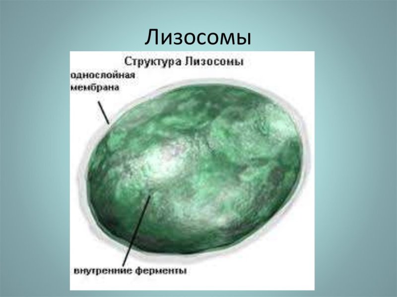 Лизосома клетки строение клетки