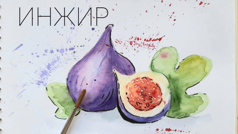 Фрукты акварелью для начинающих