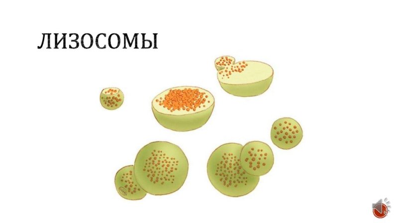 Лизосомы в клетке рисунок схематично
