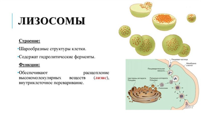 Лизосома функции органоида