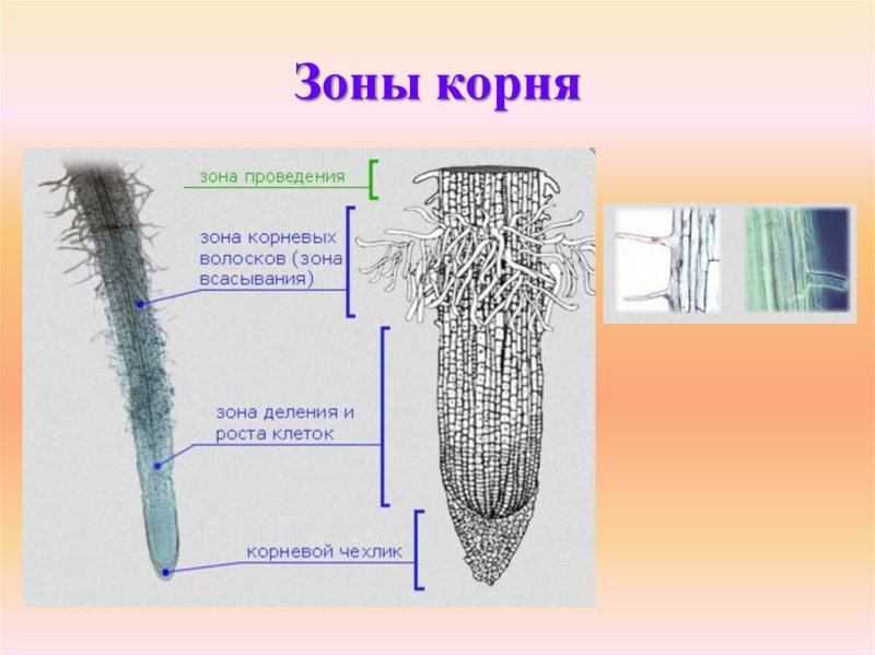 Зоны корня чехлик
