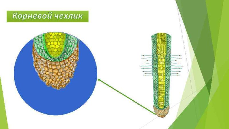 Корневой чехлик это в биологии 6 класс