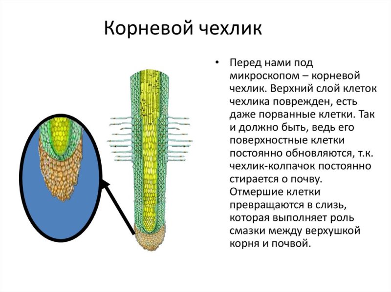 Зоны корня чехлик 6 класс биология
