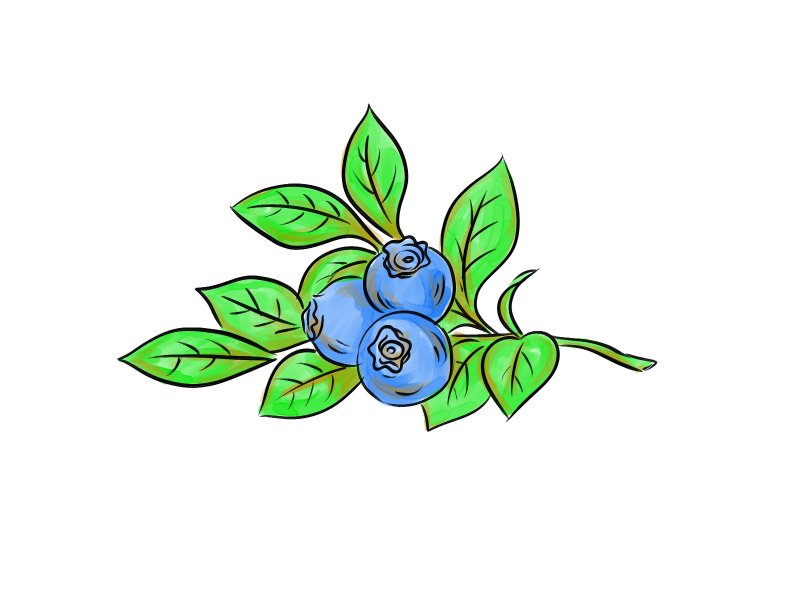 Голубика рисунок