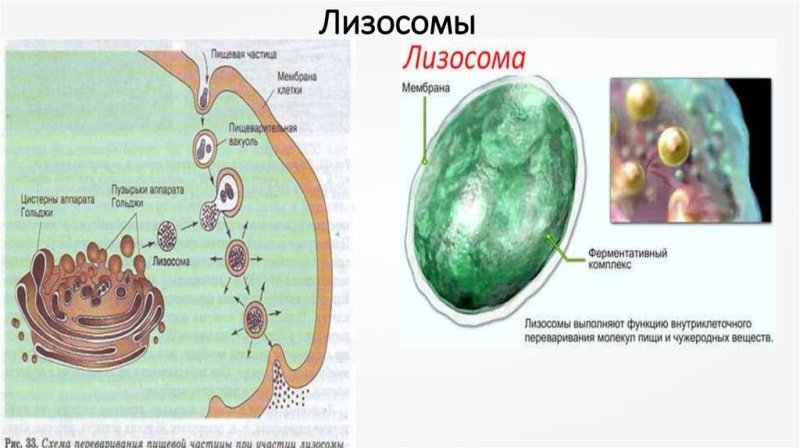 Схема строения лизосомы