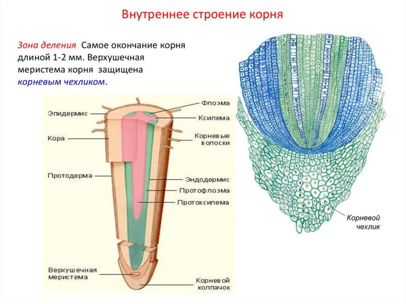 Внутреннее строение корня зоны корня