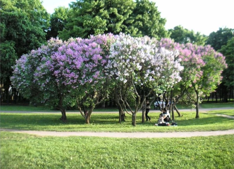 Сирень канадская Ламарка
