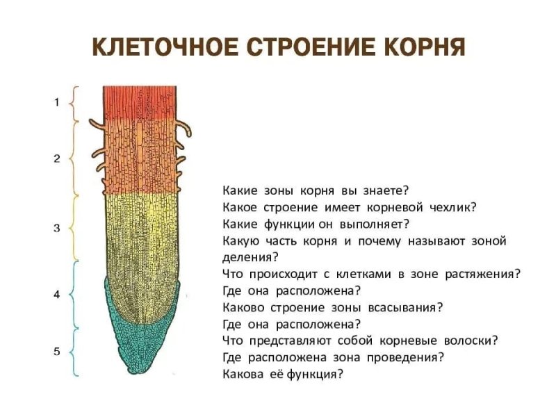 Корневой чехлик строение