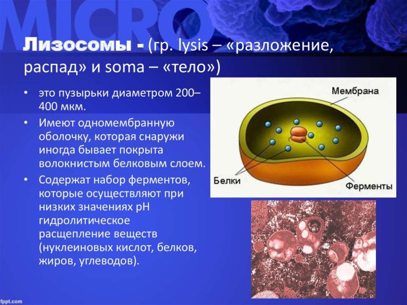 Структура лизосомы рисунок