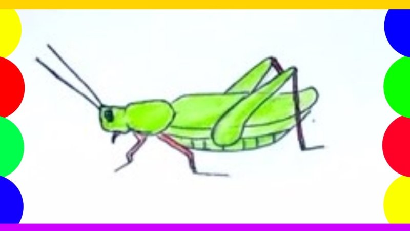 Кузнечик рисунок