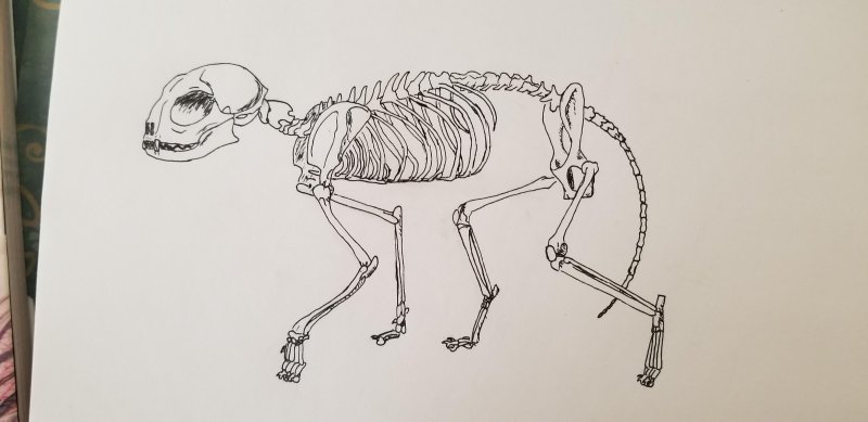 Скелет кошки нарисовать