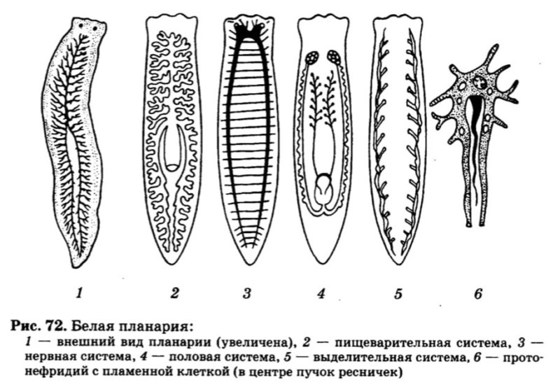 Плоские черви строение планарии
