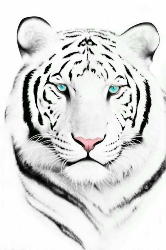 white tiger