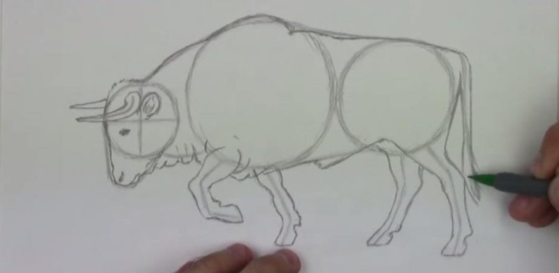 Рисунок быка для срисовки