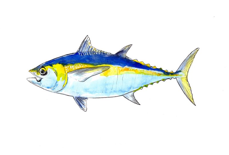 Thunnus Alalunga