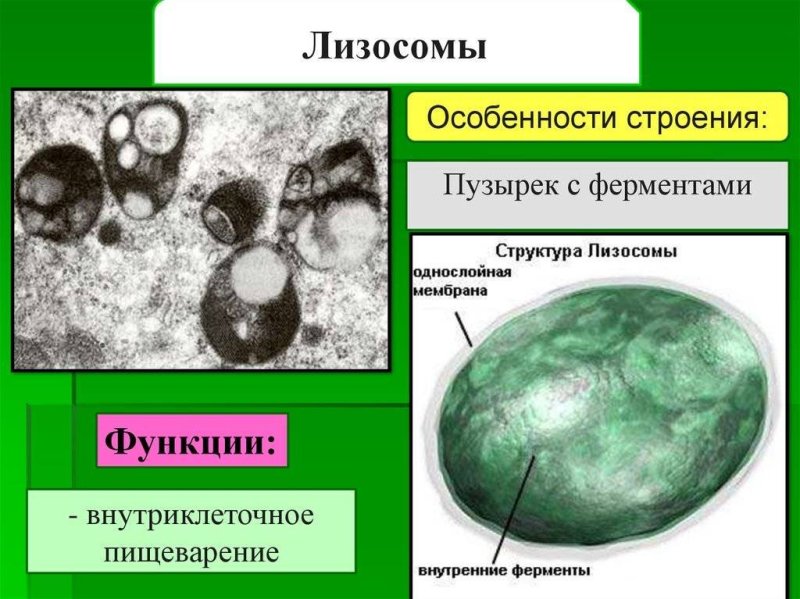 Структура лизосомы клетки