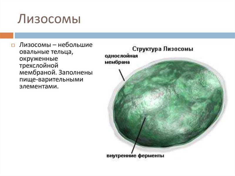 Лизосома в клетке