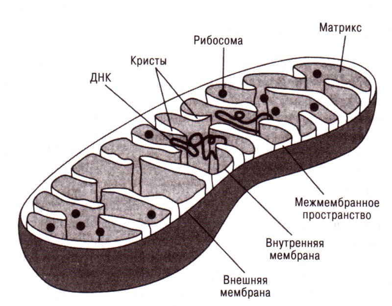 Строение митохондрия строение