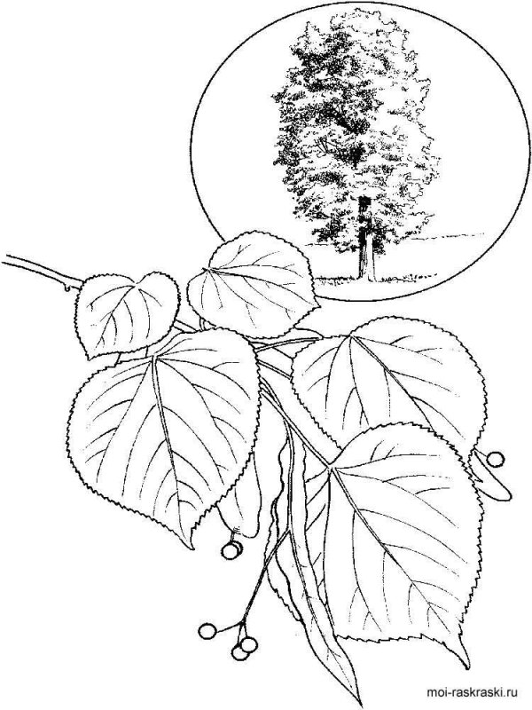Липа мелколистная