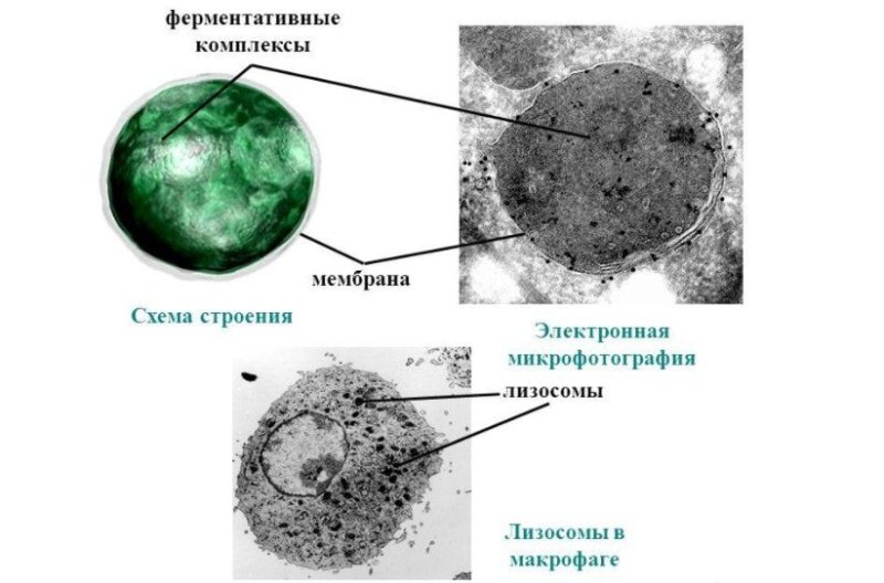 Строение лизосомы эукариотической клетки