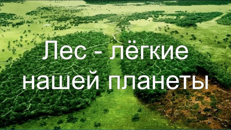 Лес легкие нашей планеты
