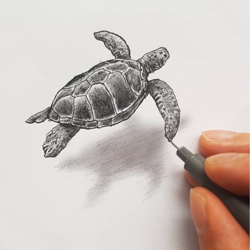 Черепаха рисунок карандашом