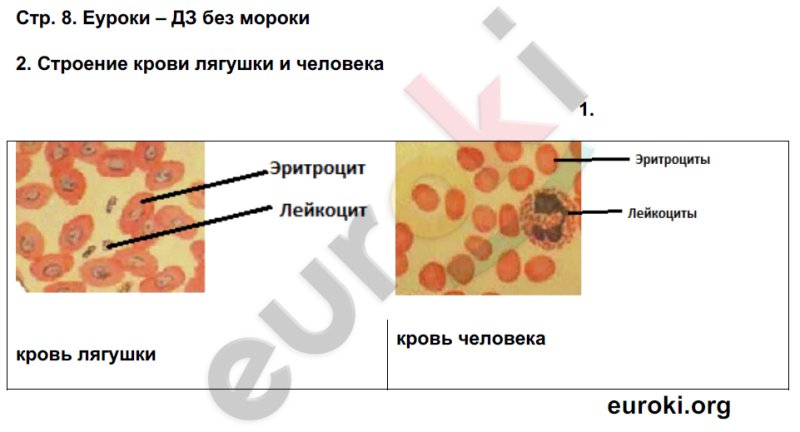 Лейкоциты человека и лягушки
