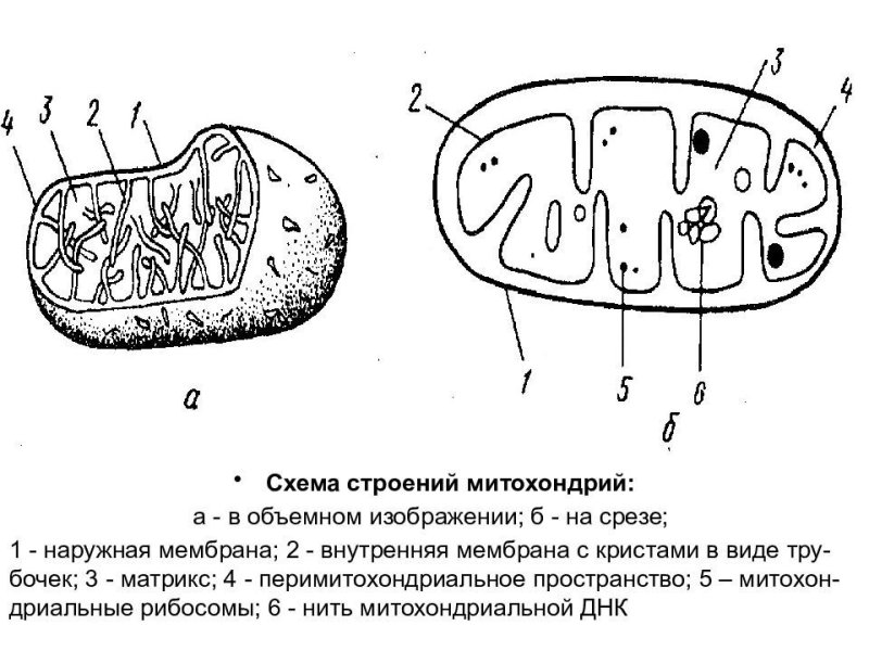 Митохондрии строение рисунок с обозначениями