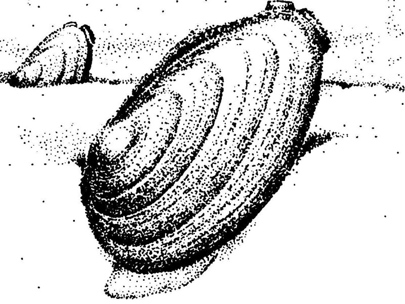 Рисунок раковины моллюсков