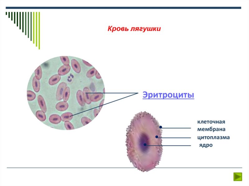 Строение эритроцитов лягушки рисунок