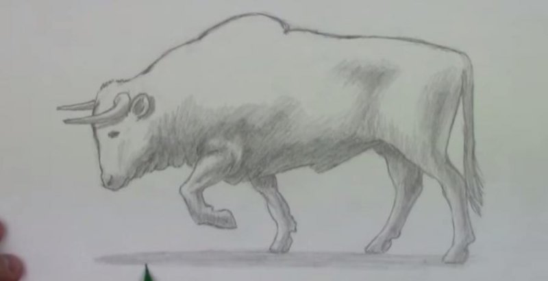 Рисуем быка