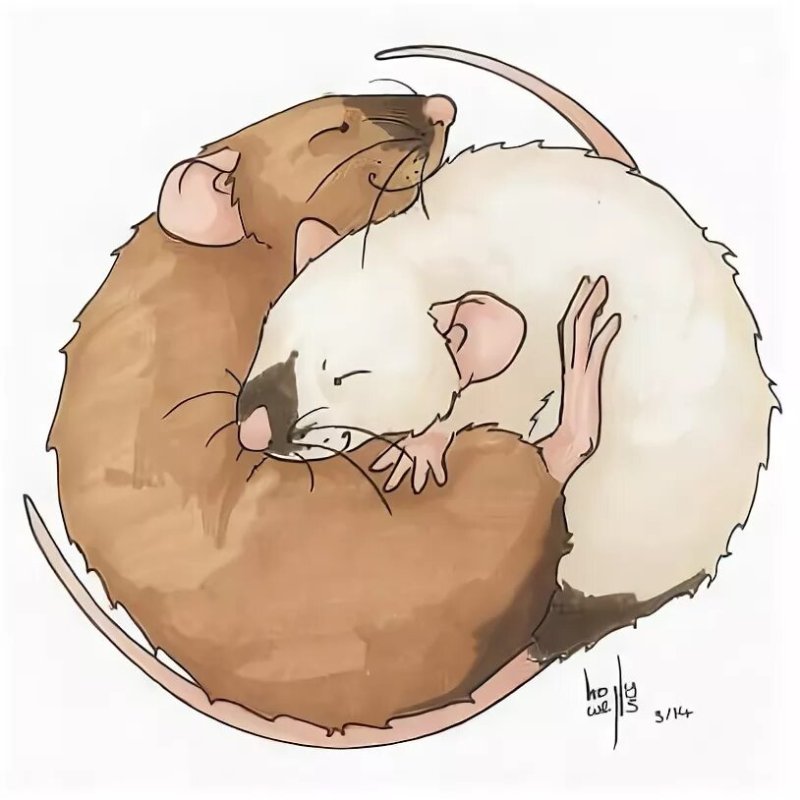 Рисунки милых крысок