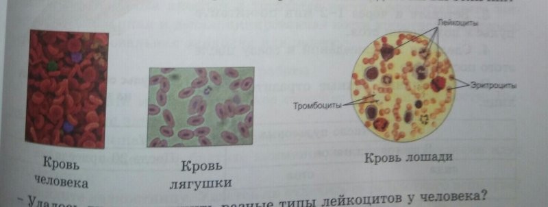 Кровь лягушки под микроскопом