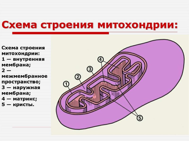 Ультрамикроскопическое строение митохондрий