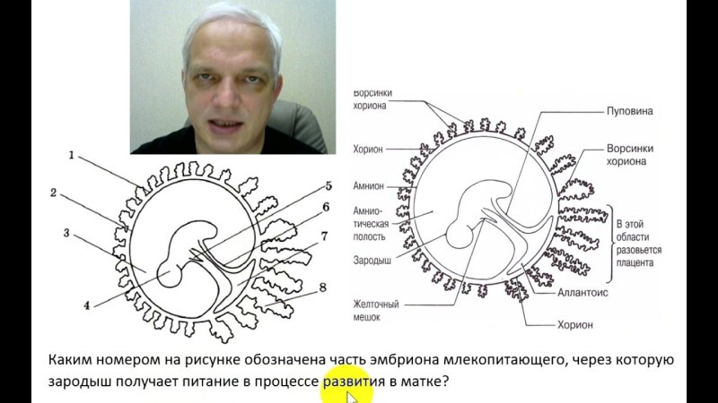 Строение эмбриона млекопитающих