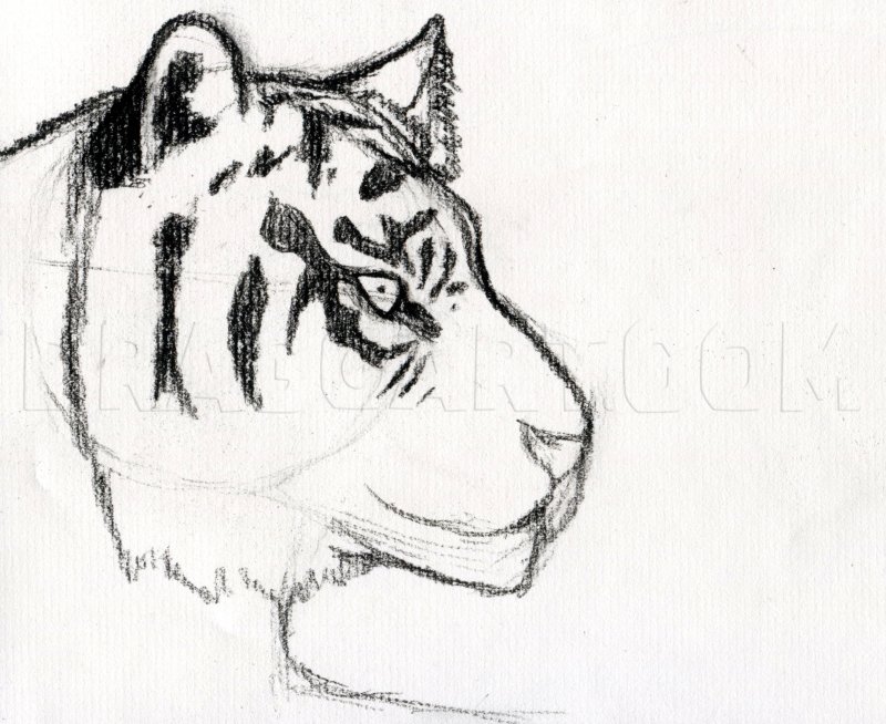 Рисунок тигра для срисовки