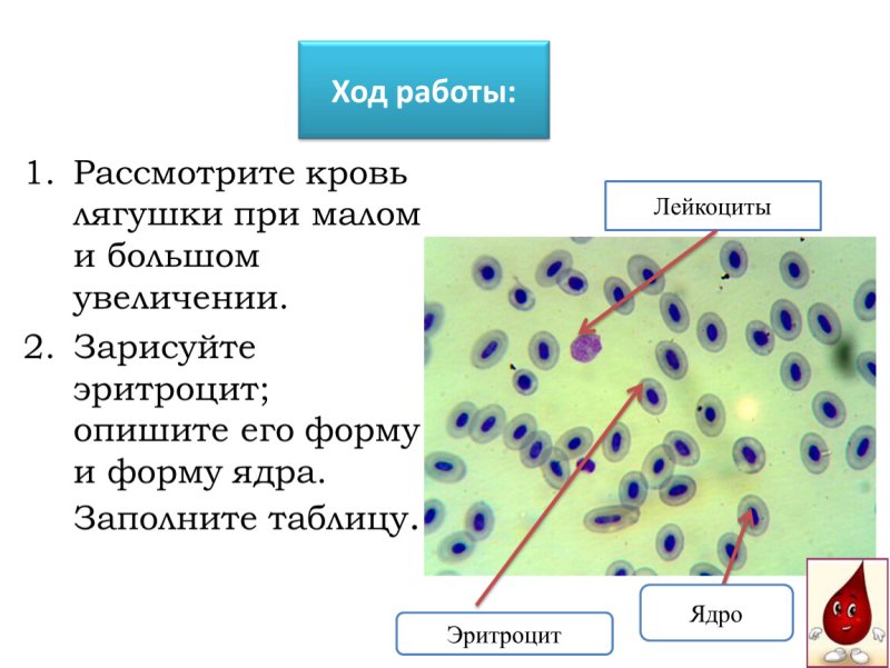 Форма клеток лейкоцитов в крови лягушки