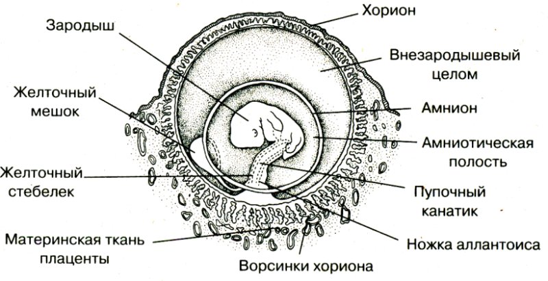 Структура эмбриона схема