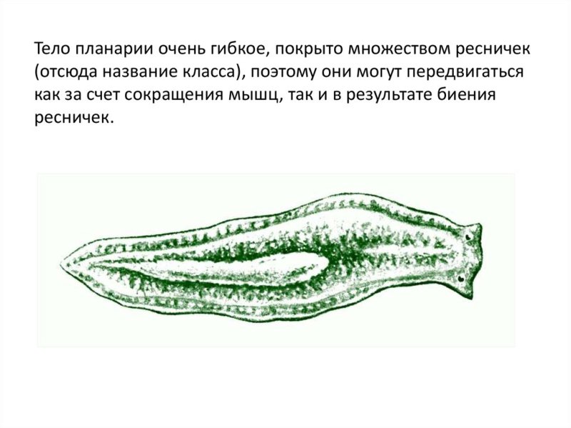 Пищеварительная система планарии