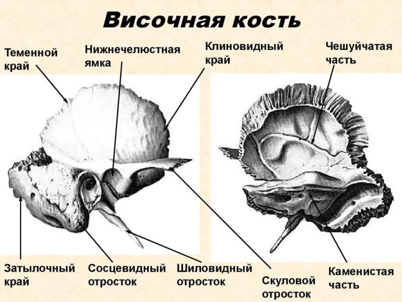 Строение черепа. Строение височной кости