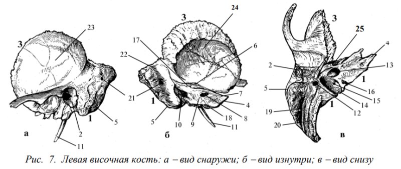 Височная кость анатомия изнутри