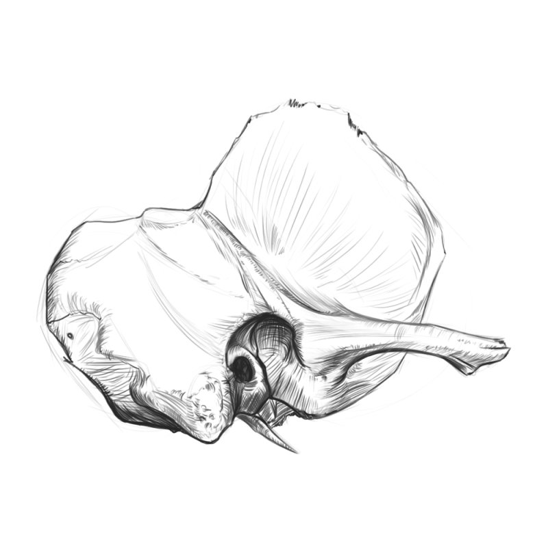 Височная кость